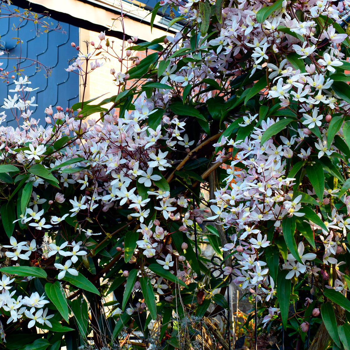 Clematis armandii Apple Blossom - Immergrüne Waldrebe 'Apple Blossom' - Clematis
