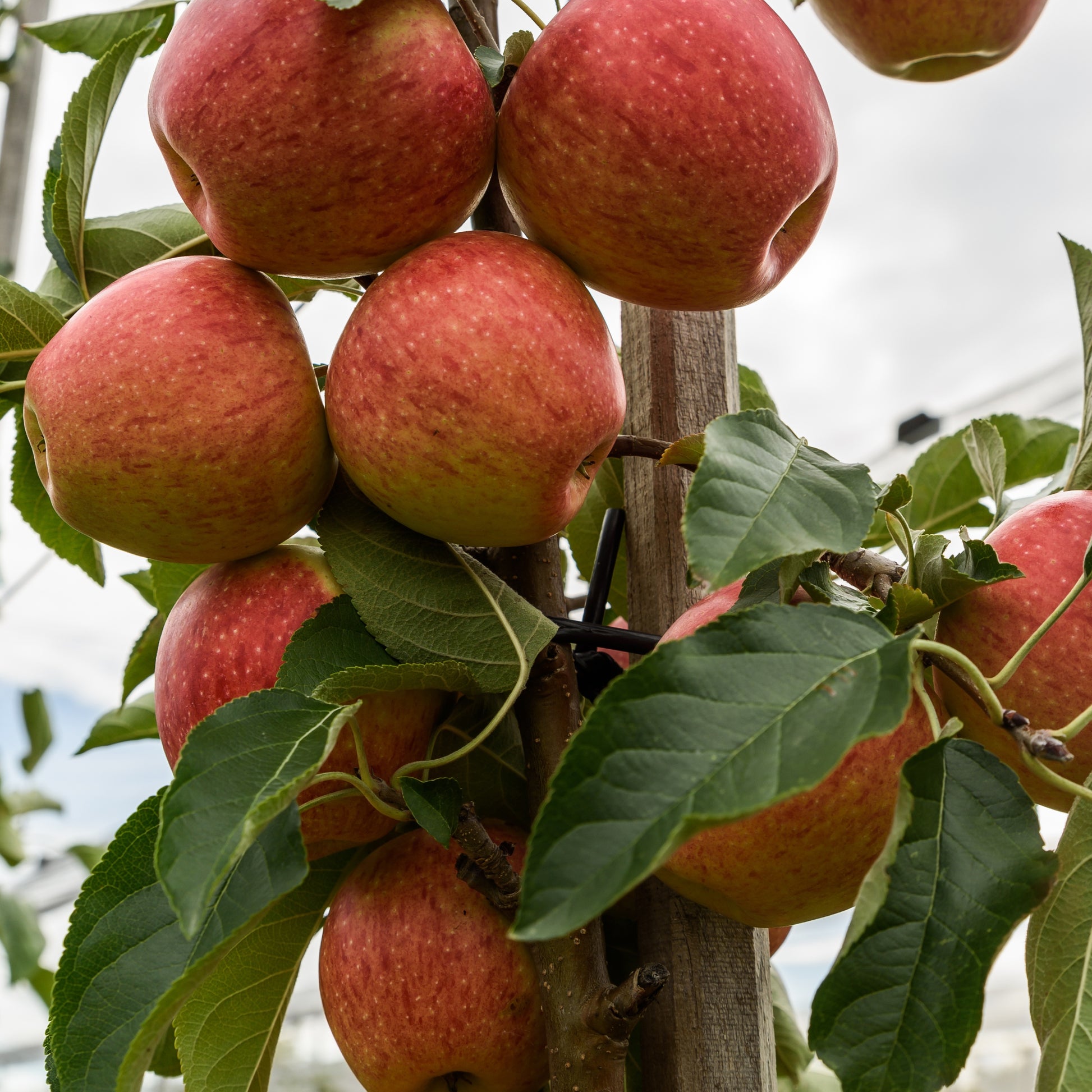 Apfelbaum 'Gala' - Malus domestica 'gala' - Äpfel