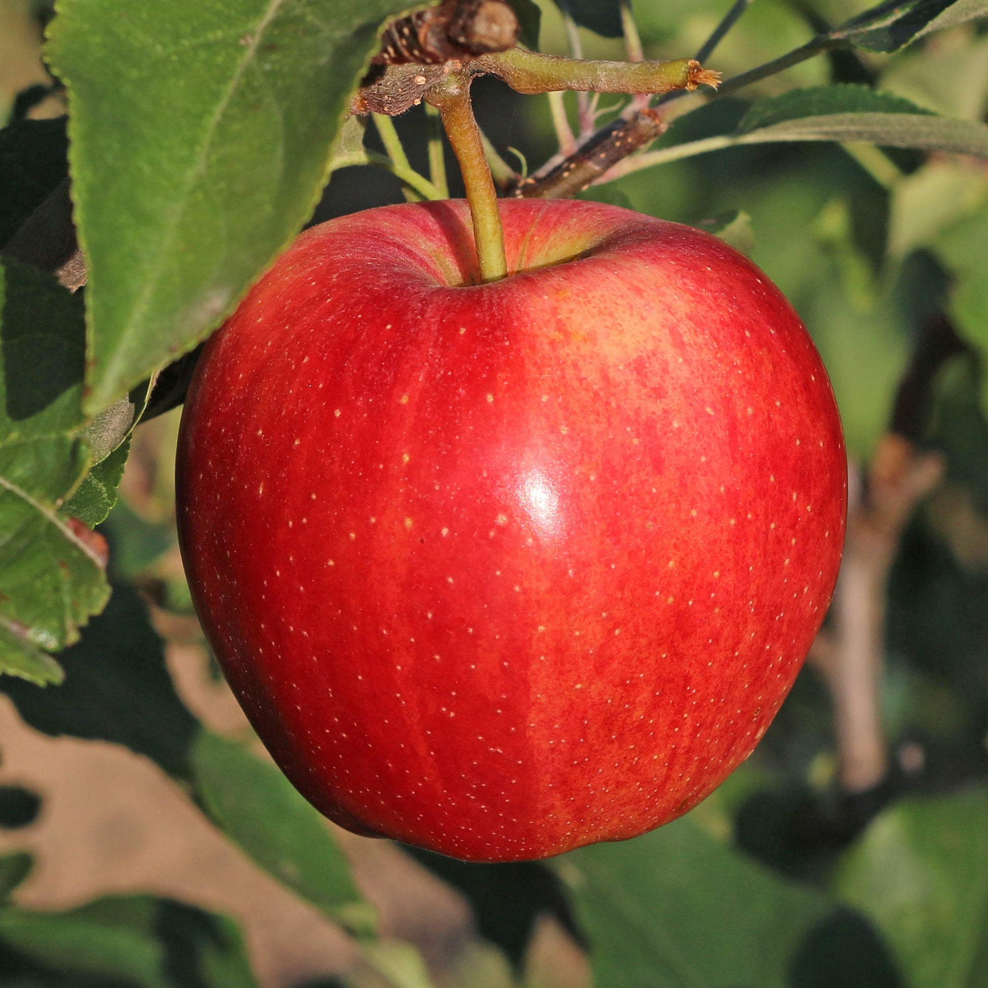 Apfelbaum 'Gala' - Malus domestica 'gala'