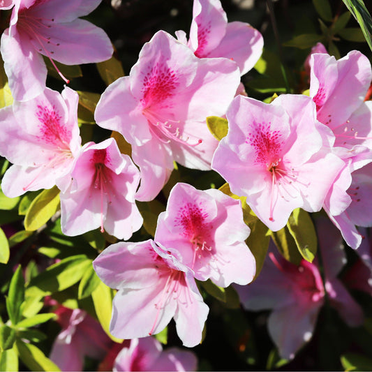Alpenrose 'Nova Zembla' - Rhododendron yakushimanum doc - Gartenpflanzen