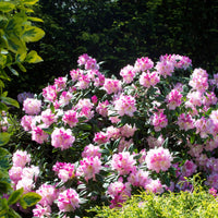 Alpenrose 'Nova Zembla' - Rhododendron yakushimanum doc - Sträucher