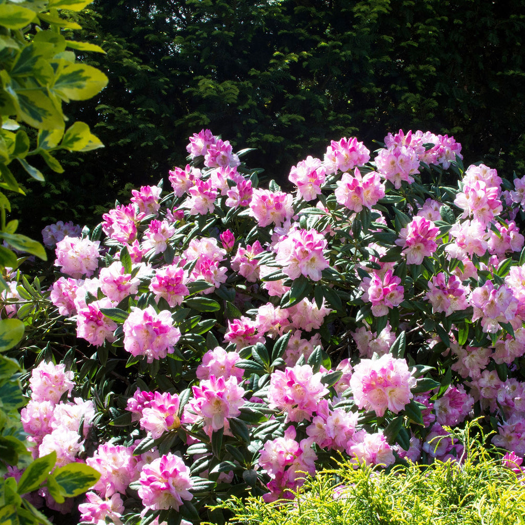 rhododendron 3m Nova Zembla Rhododendron For Sale Online