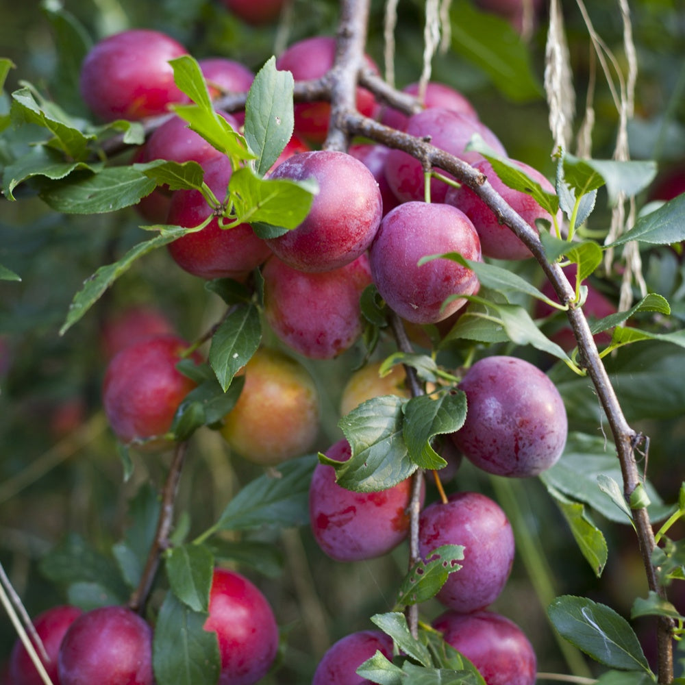 Prunus domestica Reine Victoria - Pflaumenbaum ‘Victoria‘ - Pflaumenbäume