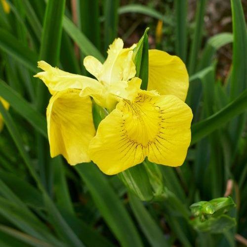 Alle Teichpflanzen - Sumpfschwertlilie - Iris pseudacorus