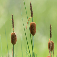 Zwerg-Rohrkolben - Typha minima - Teichpflanzen