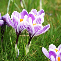 Crocus vernus pick wick - Krokus 'Pickwick' (x15) - Krokus-Zwiebeln