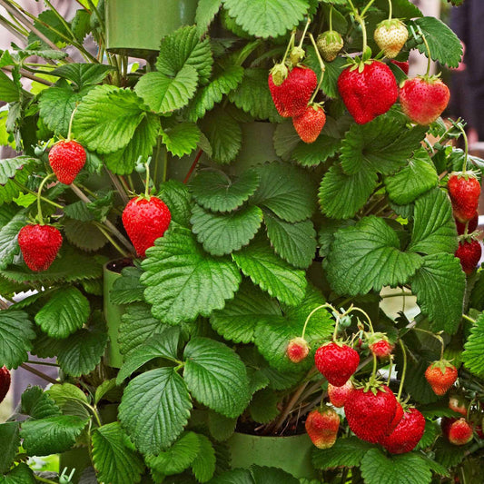 Erdbeere 'Gigantella Maxim' (x20) - Fragaria maxim - Obst