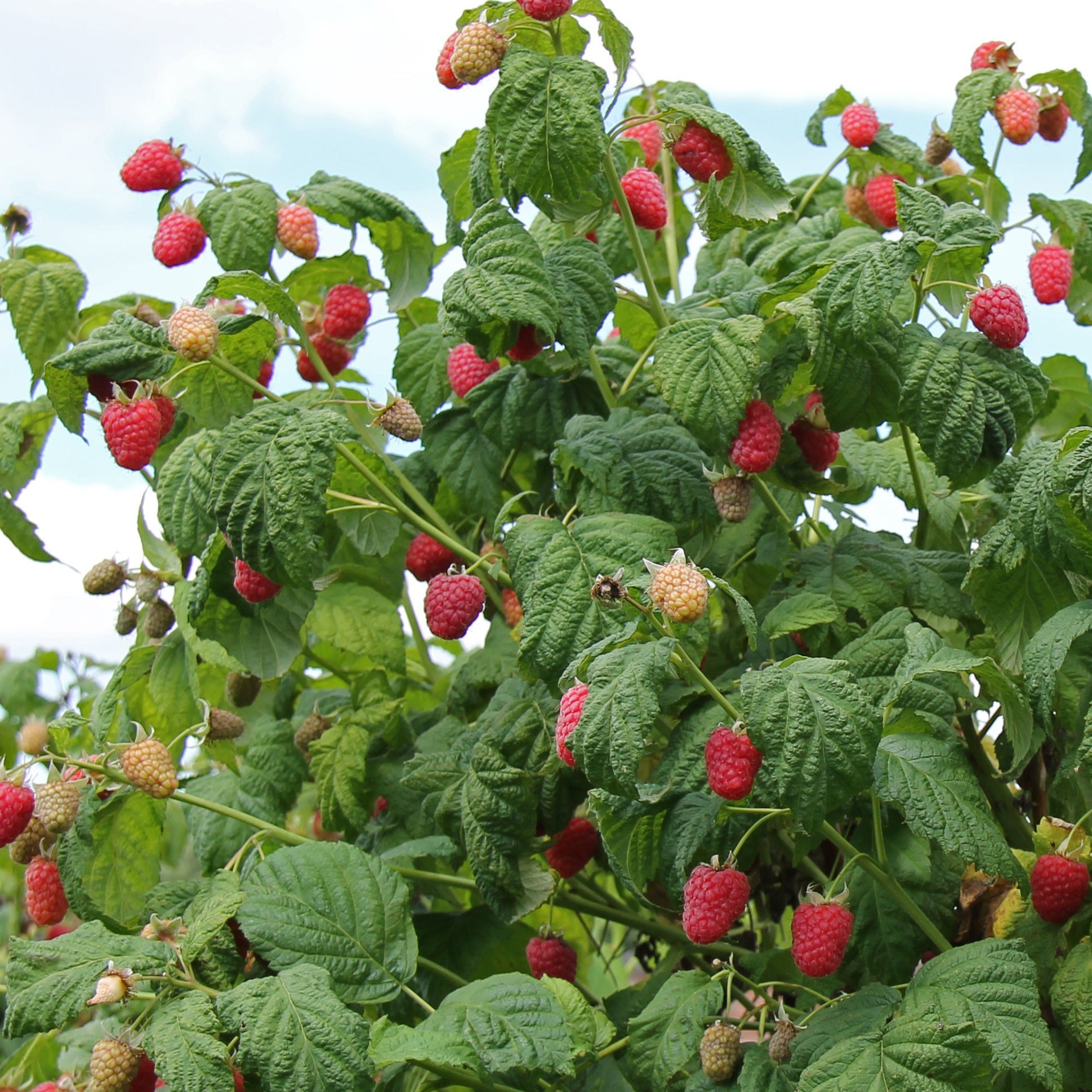 Himbeere 'Malling Promise' - Rubus idaeus 'malling promise' - Himbeere