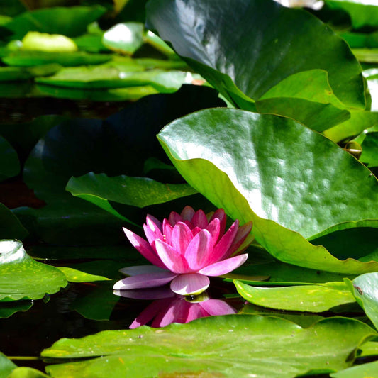 Seerose 'James Brydon' - Bakker