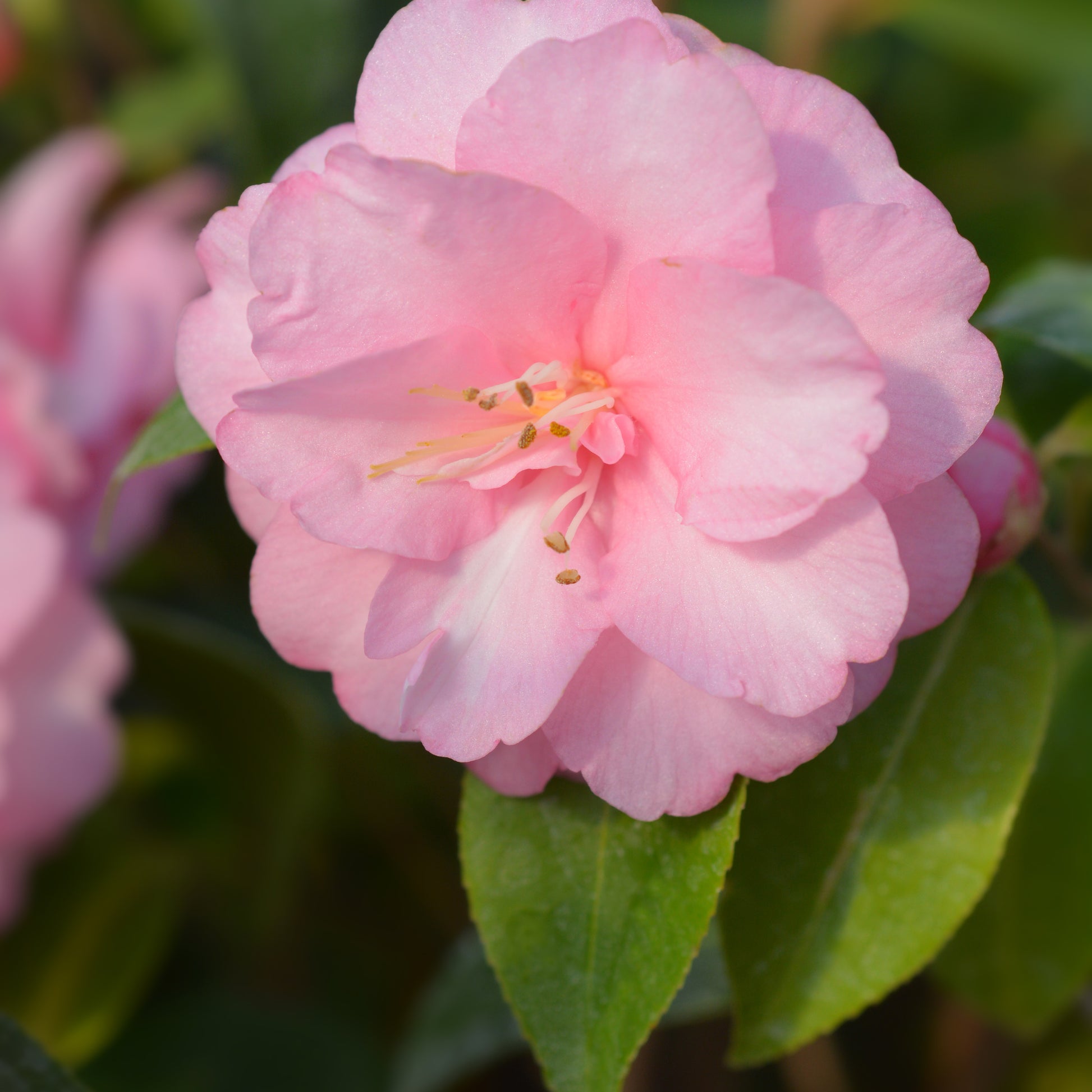 Kamelie 'Spring Festival' - Bakker
