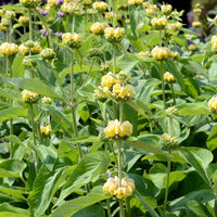 Phlomis russeliana - Brandkraut - Salbei