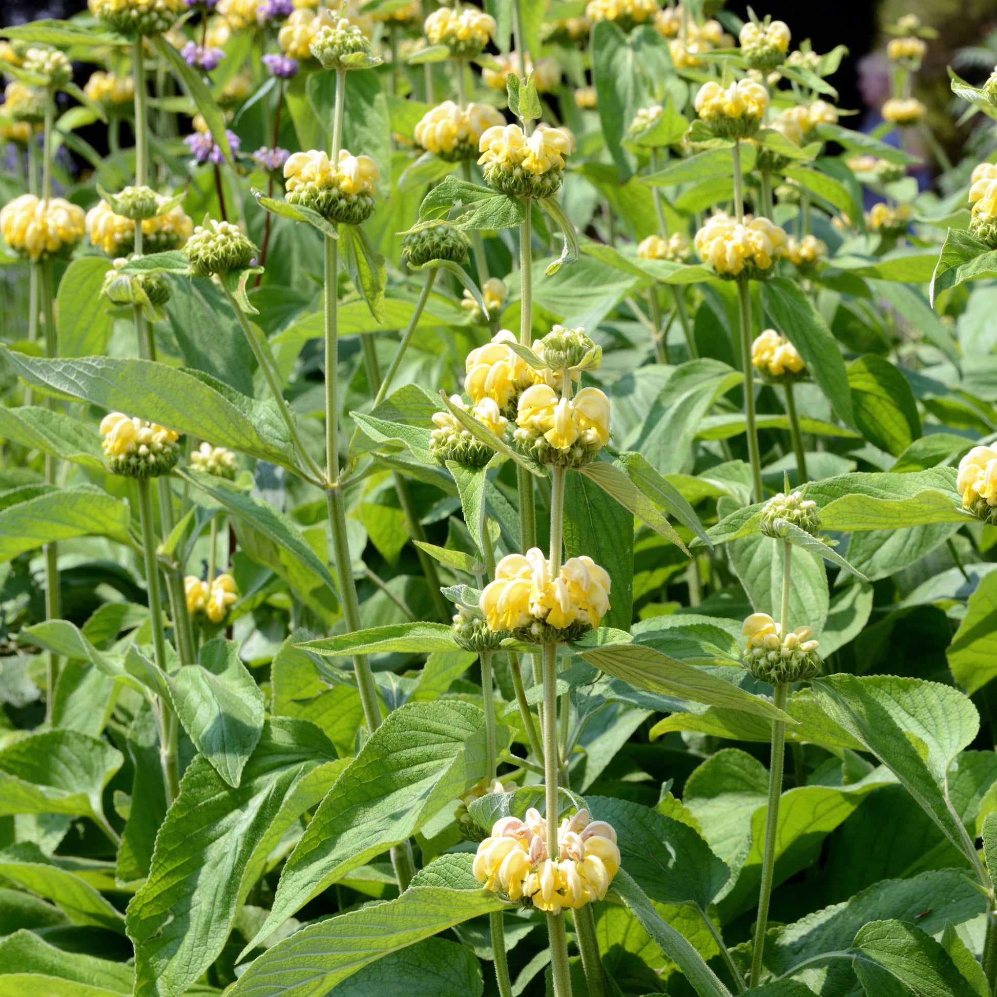 Phlomis russeliana - Brandkraut - Salbei