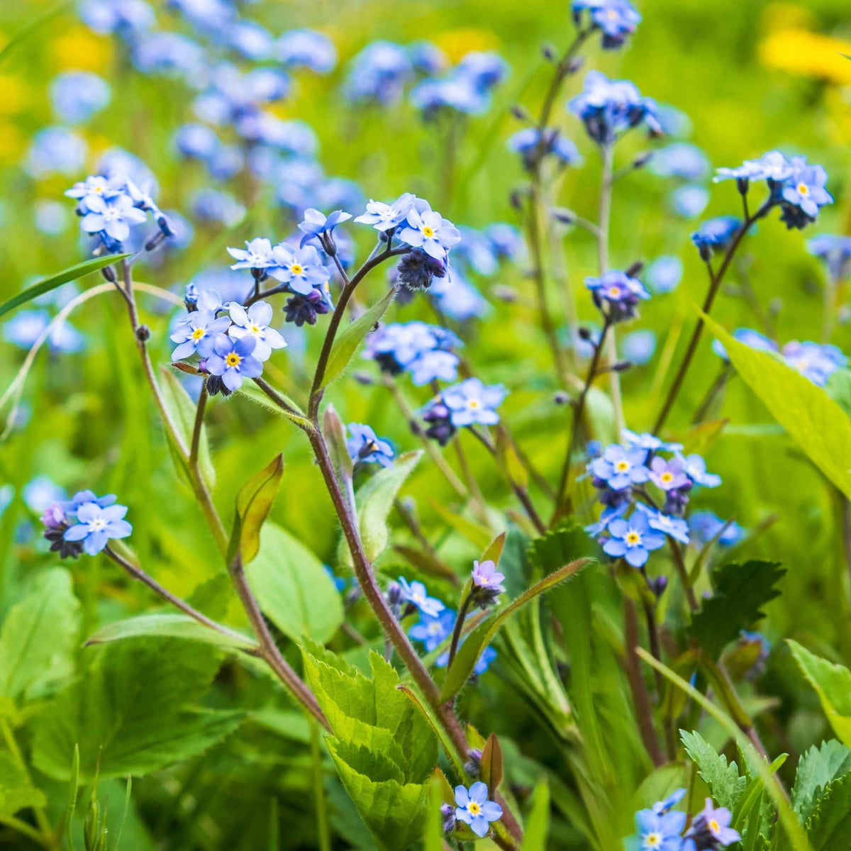 Myosotis palustris - Sumpf-Vergissmeinnicht - Vergissmeinnicht