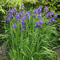 Sibirische Schwertlilie - Iris sibirica - Bakker