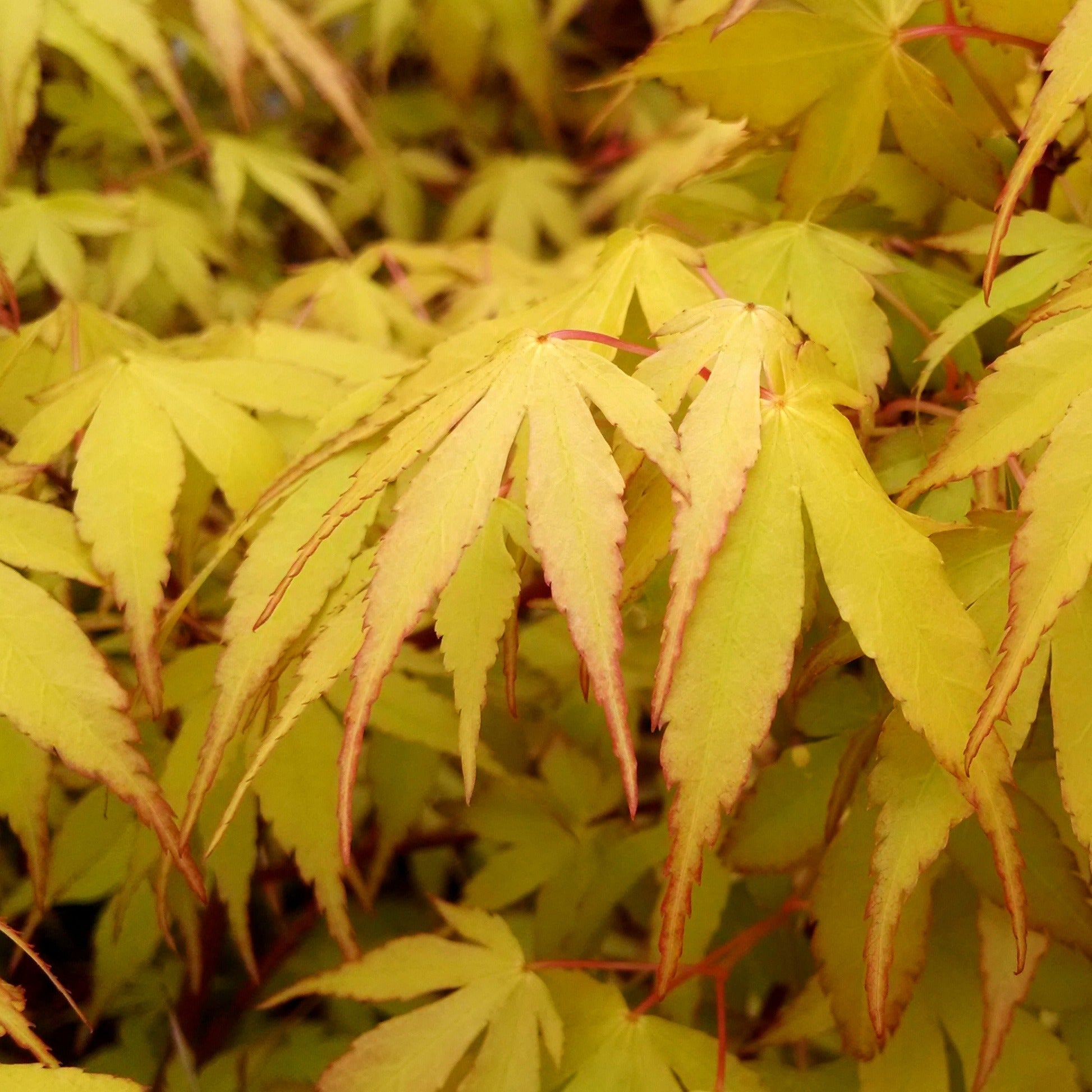 Fächerahorn 'Katsura' - Acer palmatum katsura
