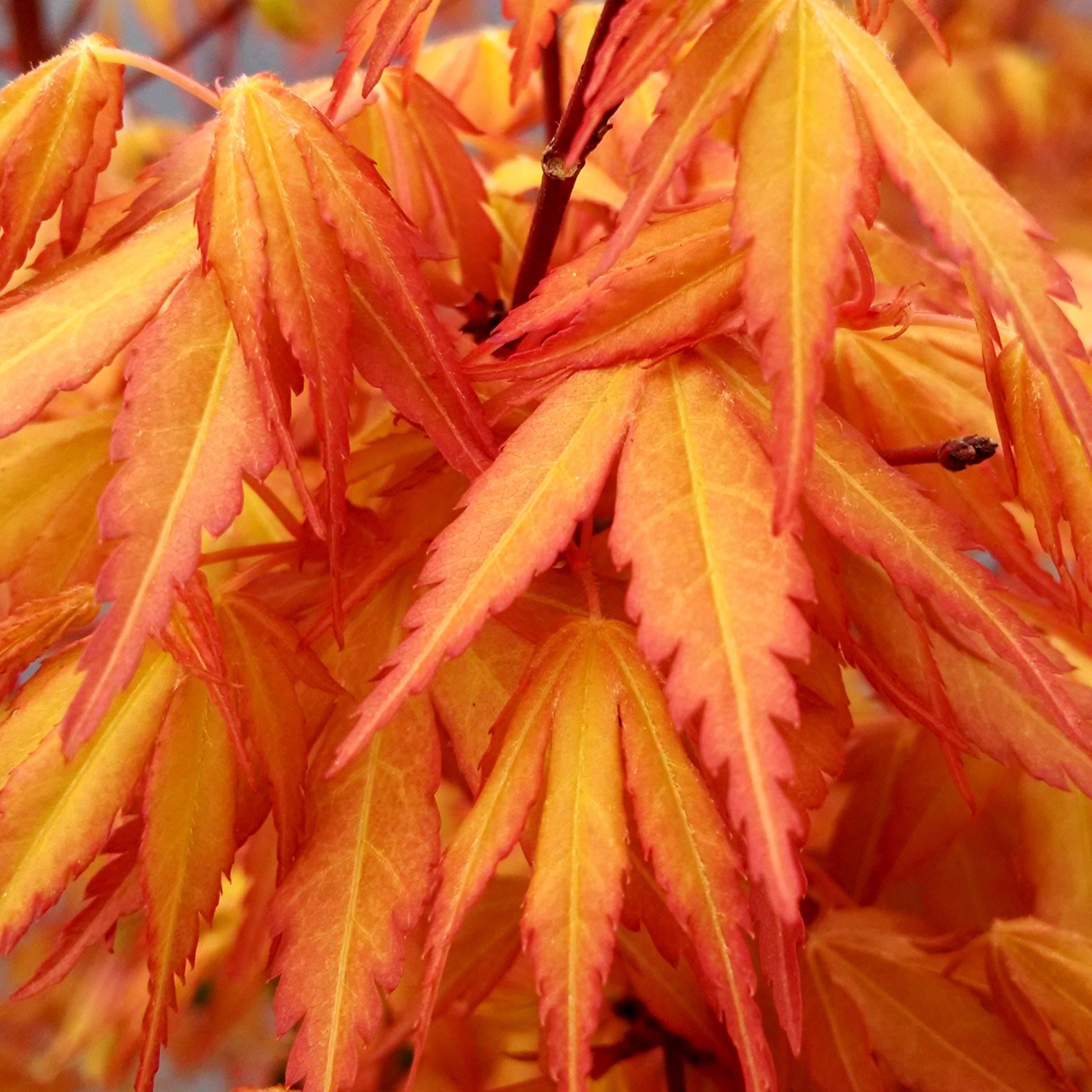 Fächerahorn 'Katsura' - Acer palmatum katsura