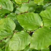 Rotbuche - Fagus sylvatica