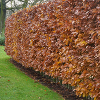 Rotbuche - Fagus sylvatica