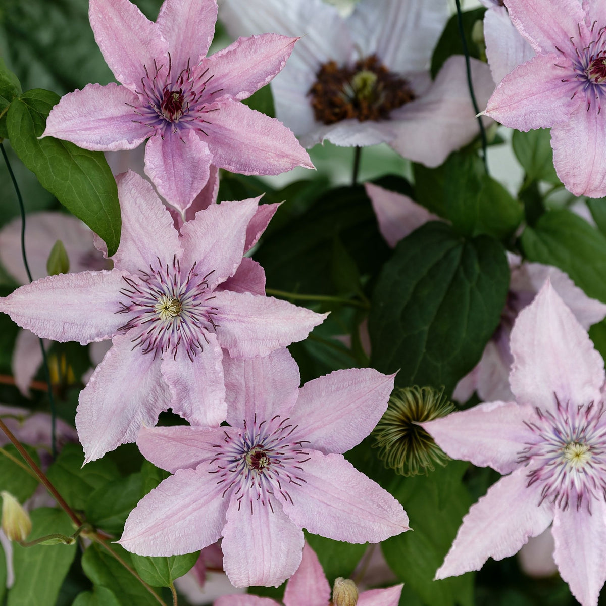 Waldrebe ‘Hagley Hybrid’ - Bakker