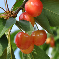 Kirschbaum 'Bigarreau Napoléon' - Prunus avium bigarreau Napoléon
