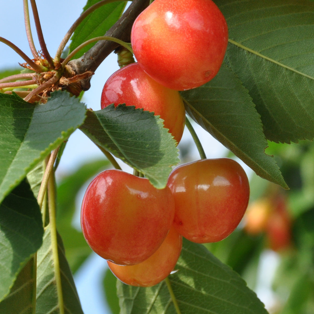 Kirschbaum 'Bigarreau Napoléon' - Prunus avium bigarreau Napoléon - Bakker