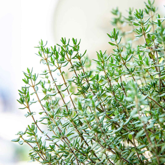 Thymian Thymus vulgaris - Bakker