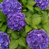 Bauernhortensie 'Deep Purple Dance' - Hydrangea macrophylla deep purple dance - Hortensien