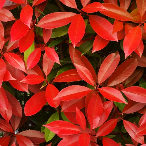 Glanzmispel Photinia 'Red Robin' - Photinia fraseri red robin - Gartenpflanzen