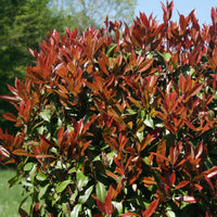 Sammlung Frühlingshecke (x 4) - Photinia, Forsythia, Spireae Grefsheim , Chaneomeles - Bakker