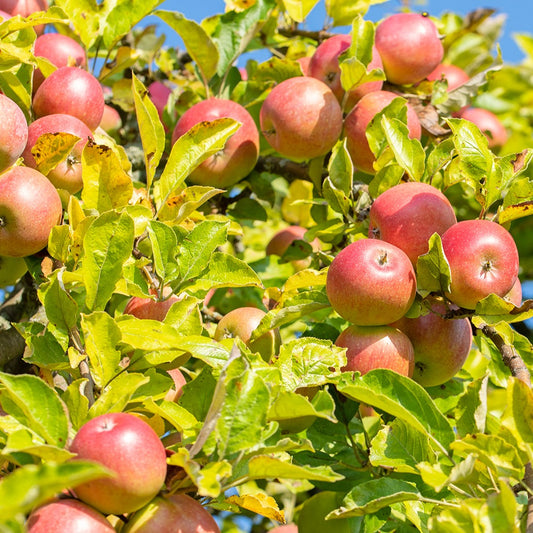 Apfelbaum Reine des Reinettes - Malus domestica 'reine des renettes' - Äpfel