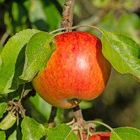 Apfelbaum Reine des Reinettes - Malus domestica 'reine des renettes' - Obst
