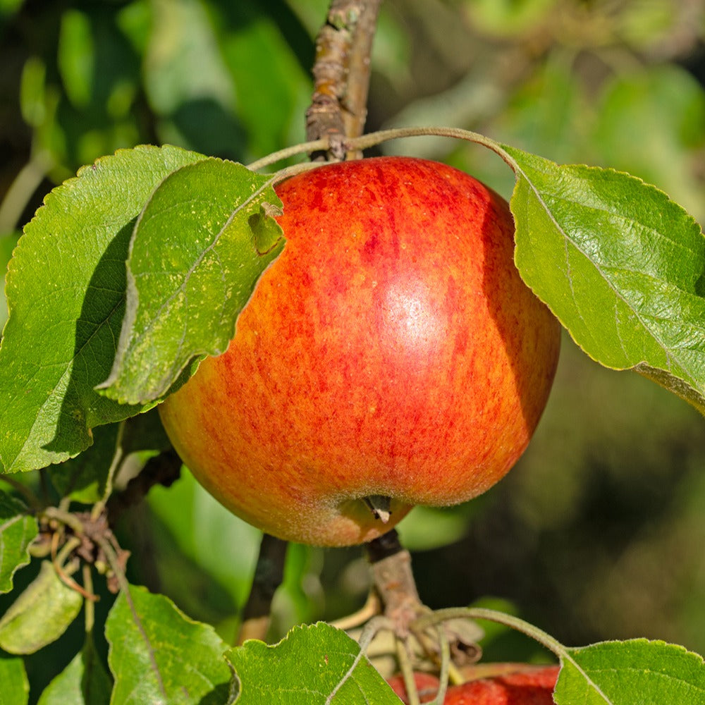 Apfelbaum Reine des Reinettes - Malus domestica 'reine des renettes' - Obst