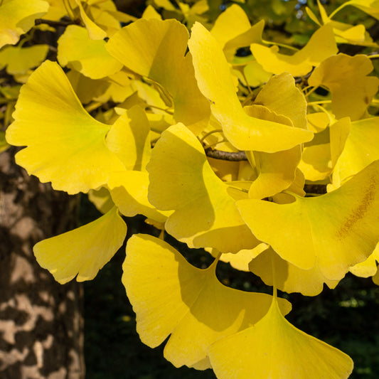 Japanischer Nussbaum - Ginkgo biloba - Sträucher