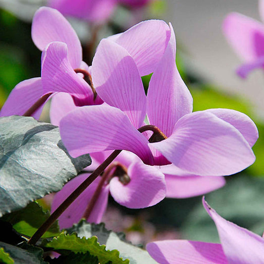 Alpenveilchen rosa (x3) - Bakker