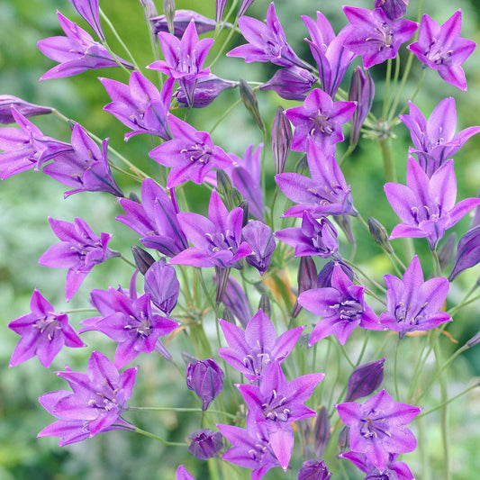 Triteleie 'Queen Fabiola' (x100) - Triteleia ixioides 'queen fabiola' - Terrasse balkon