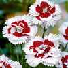 Allwoods Nelke 'Alice' (x3) - Dianthus allwoodii  'alice' - Gartenpflanzen