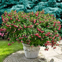 Fuchsia 'Celia Smedley' (x3) - Fuchsia 'celia smedley' - Terrasse balkon