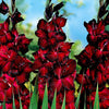 Großblütige Gladiole 'Black Jack' (x25) - Gladiolus 'black jack' - Blumenzwiebeln