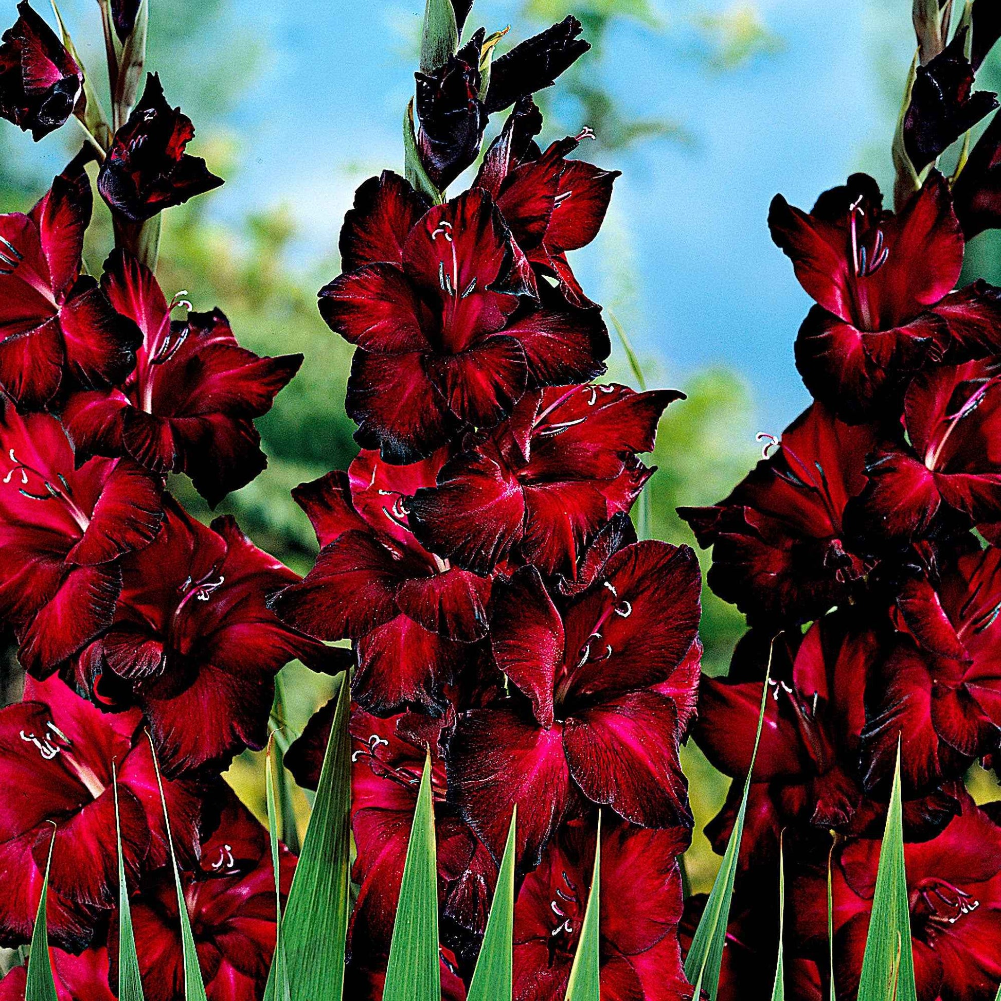 Großblütige Gladiole 'Black Jack' - Gladiolus 'black jack' - Blumenzwiebeln