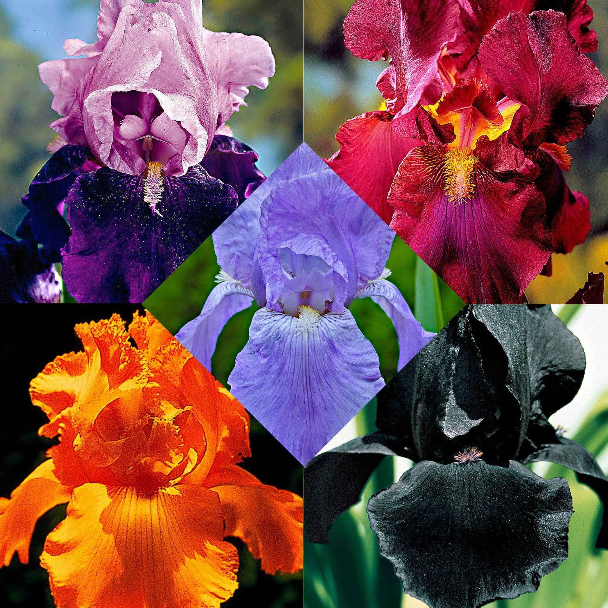 Schwertlilien Mischung 'Magic Melange' (x5) - Iris germanica - Gartenpflanzen