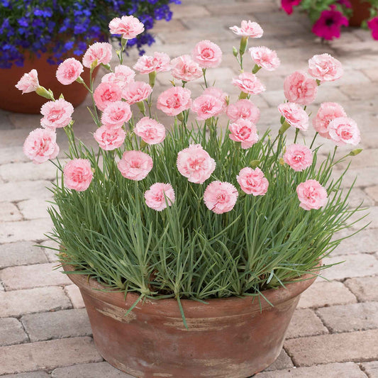 Federnelke 'Doris' (x3) - Dianthus plumarius 'doris' - Terrasse balkon