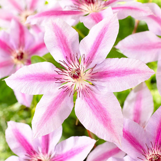 Waldrebe 'Nelly Moser' - Clematis 'nelly moser'