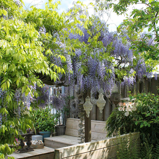 Chinesischer Blauregen 'Caroline' - Wisteria sinensis 'caroline' - Gartenpflanzen