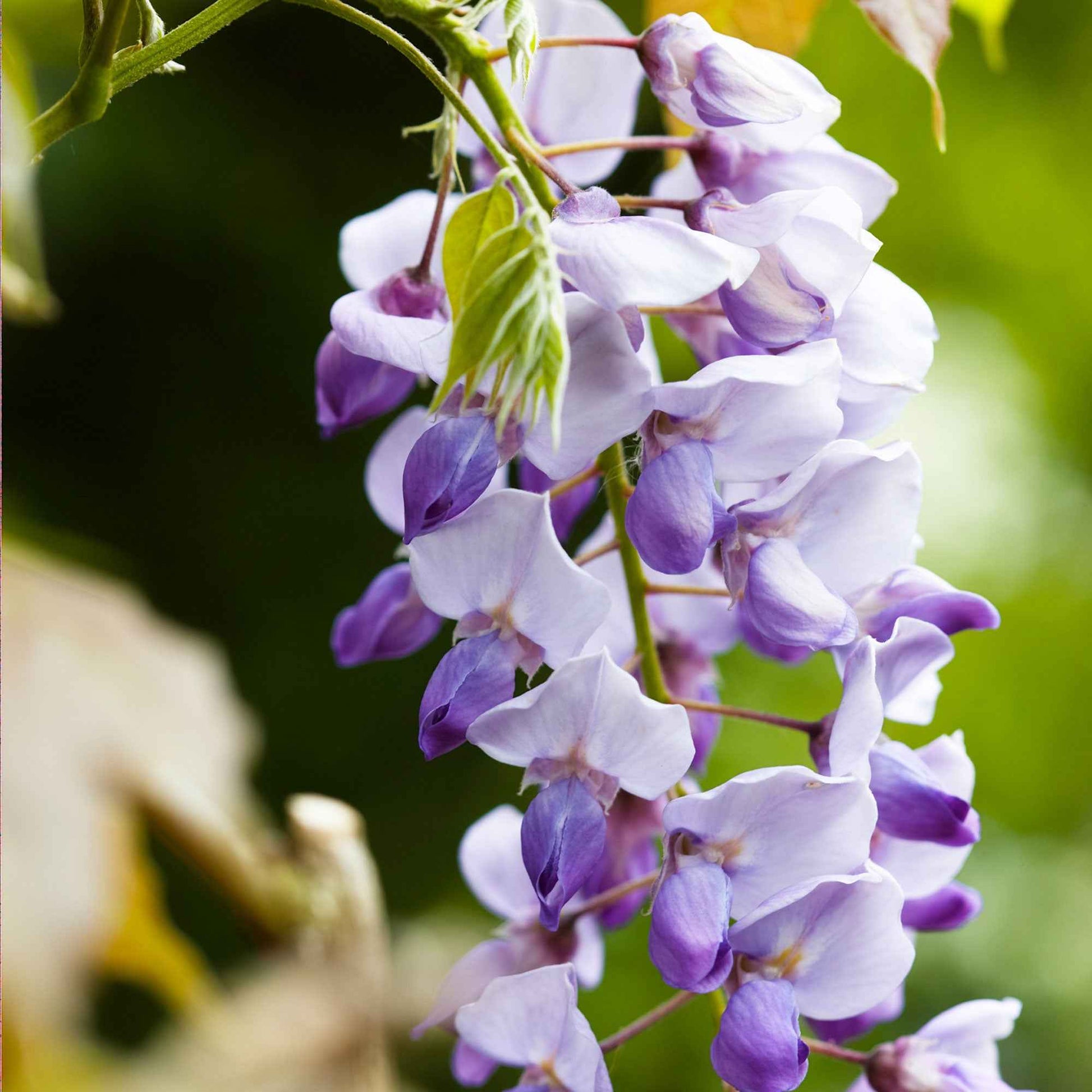 Chinesischer Blauregen 'Caroline' - Wisteria sinensis 'caroline'