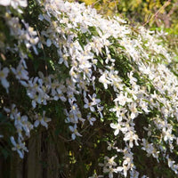 Berg-Walrebe 'Grandiflora' - Clematis montana 'grandiflora' - Gartenpflanzen
