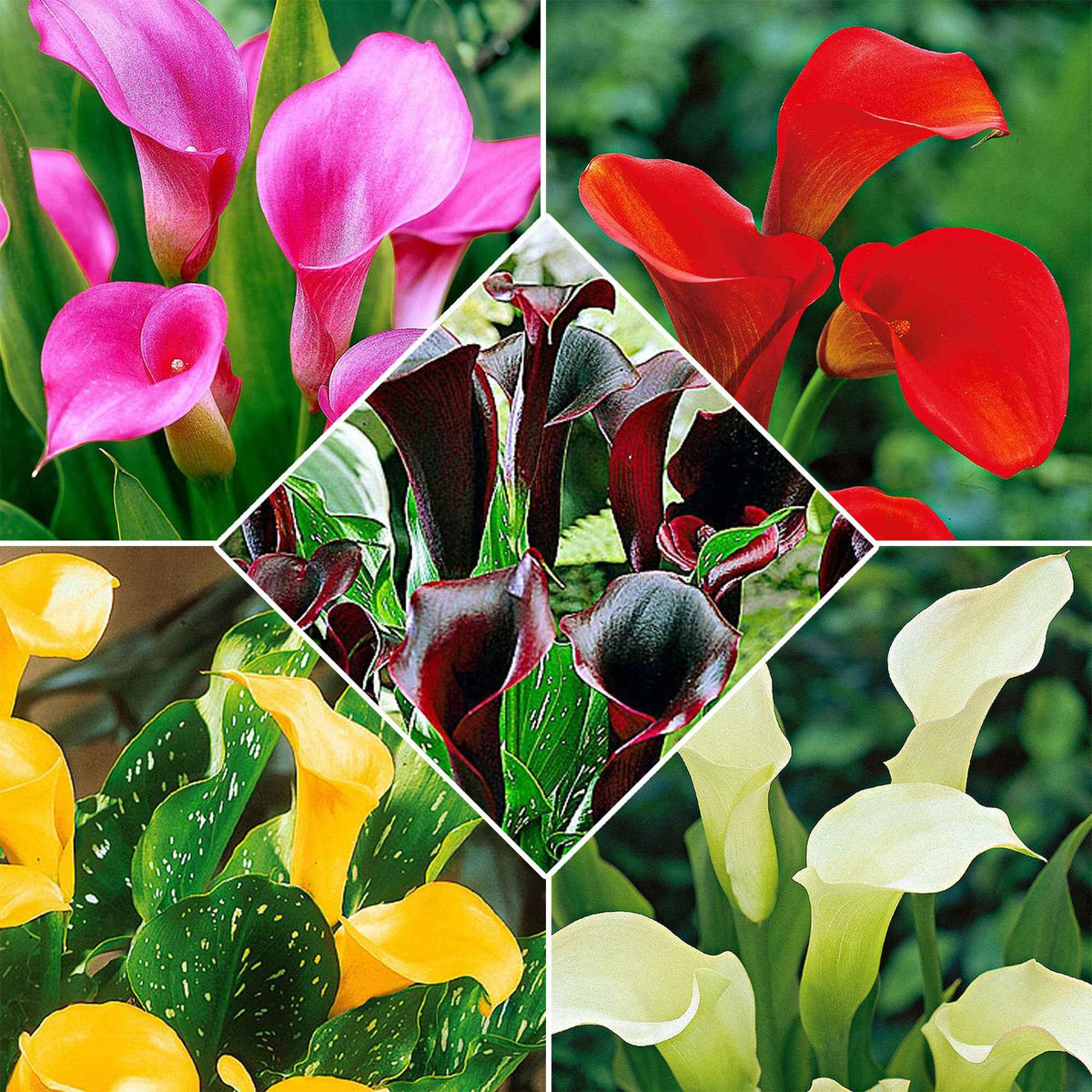 Calla Mischung (x5) - Bakker