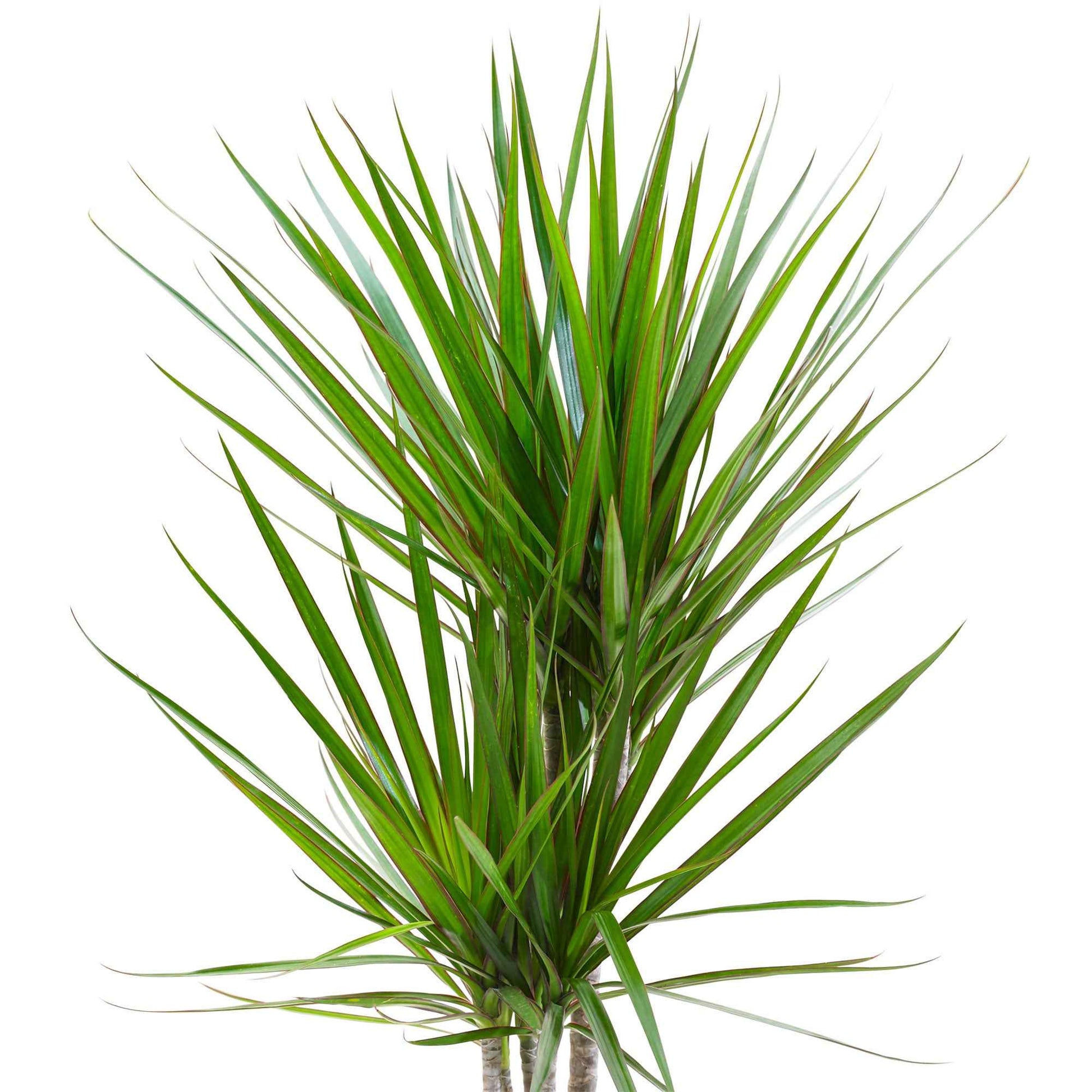 Gerandeter Drachenbaum - Dracaena marginata