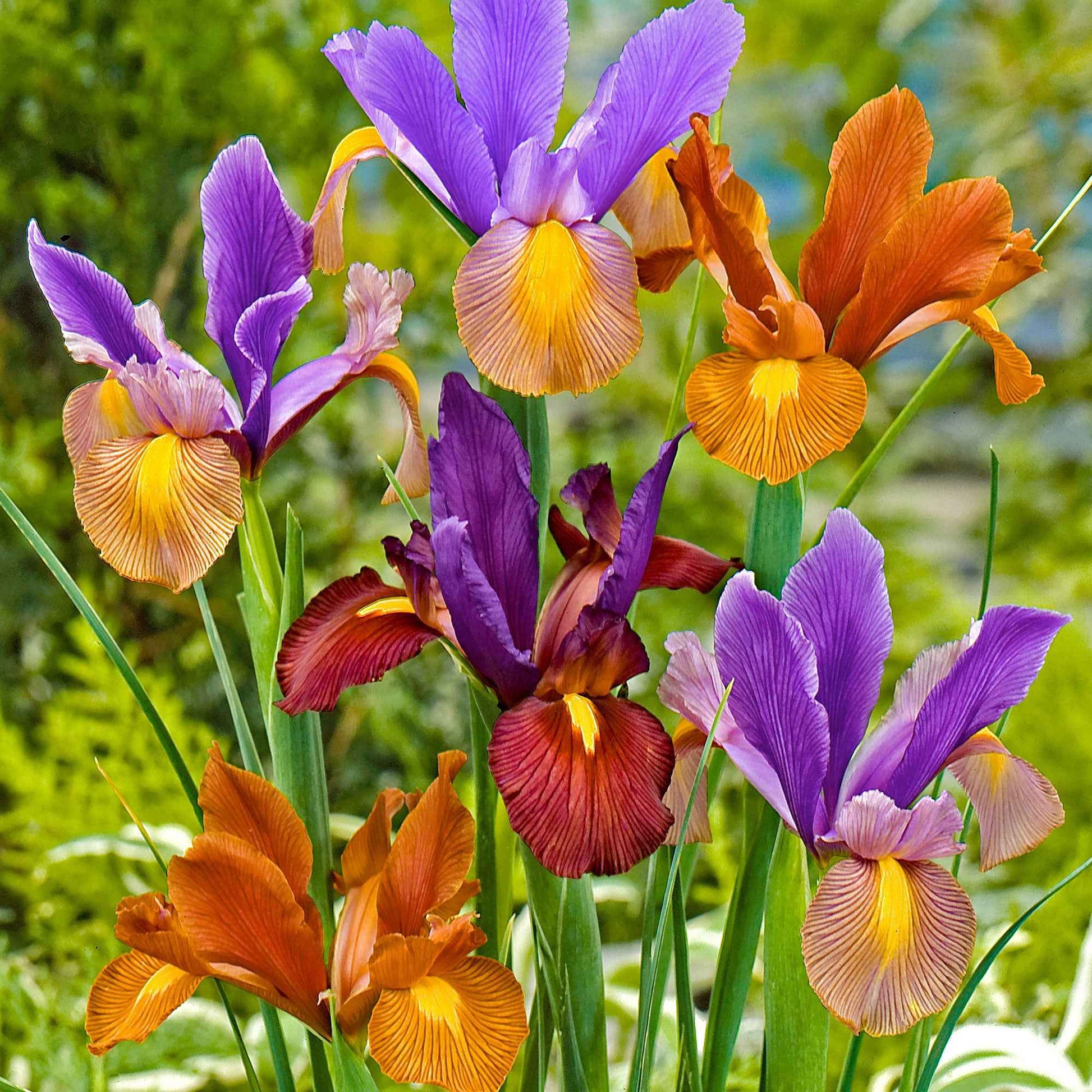 Holländische Iris Mischung (x40) - Iris hollandica 'tiger' - Blumenzwiebeln