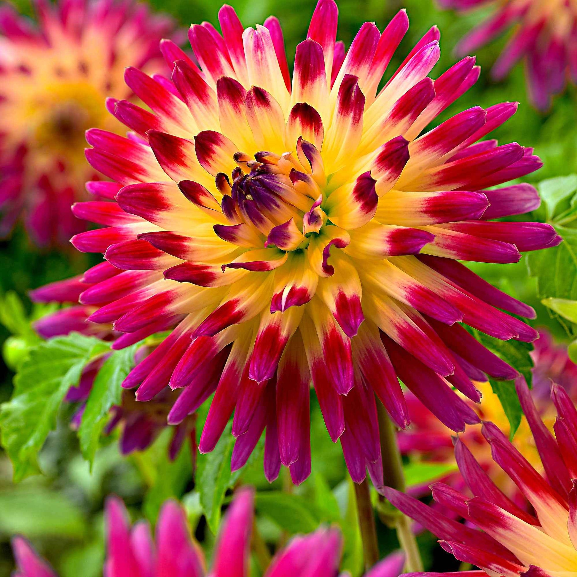 Blumenzwiebeln Kaktus Dahlie 'Tahiti Sunrise' (x3) - Dahlia 'tahiti sunrise'