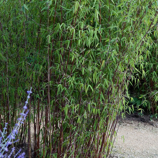 Bambus 'Jiuzhaigou' - Fargesia robusta 'jiuzhaigou' - Bambus ohne Ausläufer